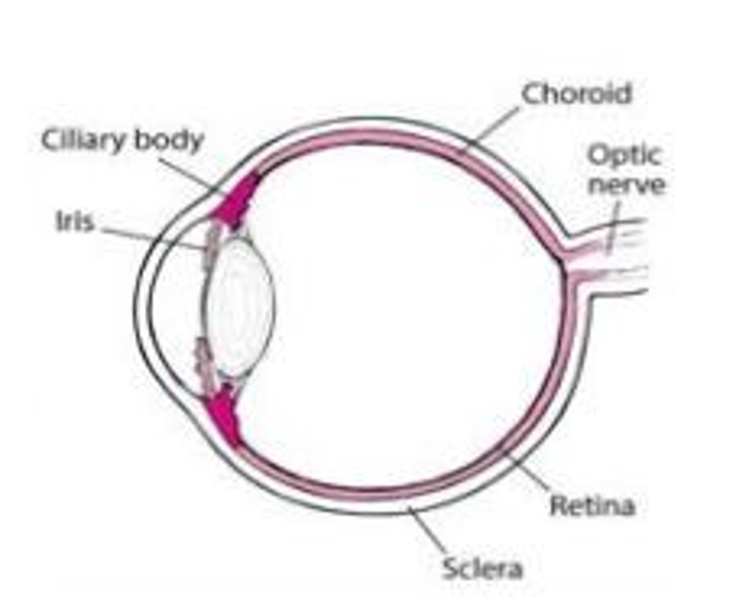 <p>A structure in the eye that produces aqueous humor and contains the muscles that control the shape of the lens.</p>