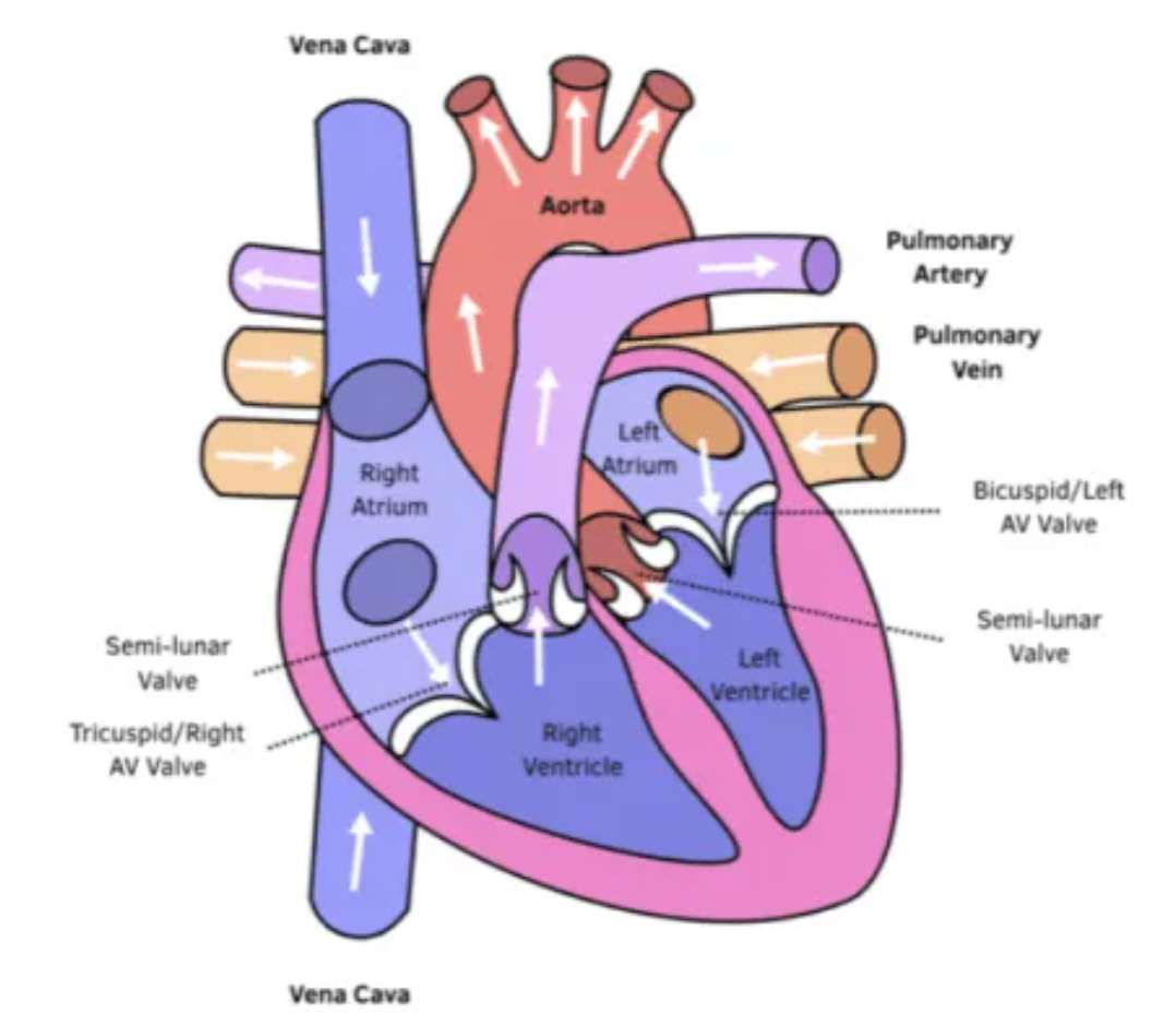 <ul><li><p>Atrium and ventricles: Atria walls are thinnner (less muscle tissue) than Ventricle, as ventricles pump blood with more pressure to further places in body.</p></li><li><p>Left atrioventricular valves (Tricuspid) // Right atrioventricular valves (Bicuspid)</p></li><li><p>Semi-lunar valve: between the ventricles and (pulmonary artery or aorta)</p></li><li><p>Aorta: Oxygenated blood from the heart to the rest of the body cells (under high pressure)</p></li><li><p>Vena cava: Deoxygenated blood from the body cells into the heart</p></li><li><p>Pulmonary artery: deoxygenated blood from the heart into the lungs</p></li><li><p>Pulmonary vein: Oxygenated blood from the lungs to the heart</p></li></ul><p></p>