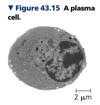 **Proliferation of B and T cells**

* In B cells
  * Effector forms
    * ____ cells
      * Secrete antibodies
* In T cells
  * Effector forms
    * ____ T cells
    * _____ T cells
    * ____ cells
      * Long-lived cells which give rise to effector cells if the same antigen is encountered later on
* Clonal selection