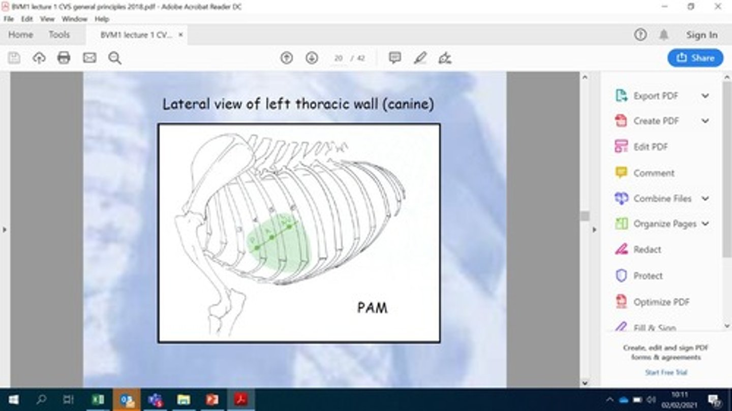 <p>Study of anatomical landmarks in the thorax.</p>