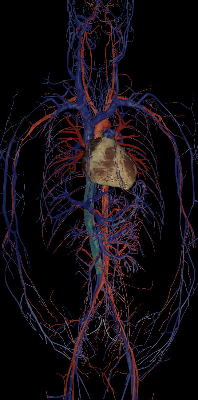 <p>Name the structure highlighted </p>