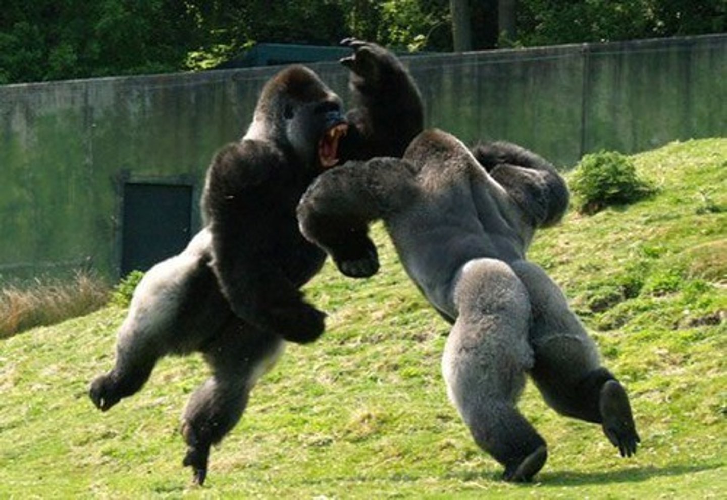 <p>(adj.) showing strong feeling; forceful, powerful</p>
