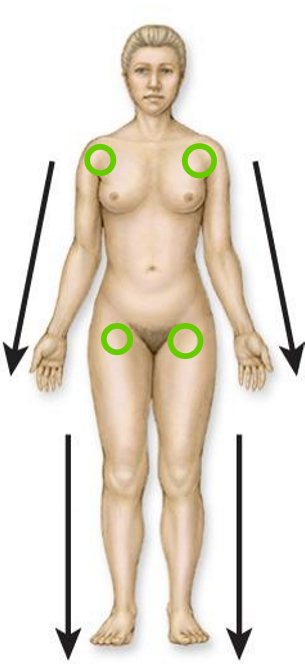 <p>What the directional terminology for this direction?</p>