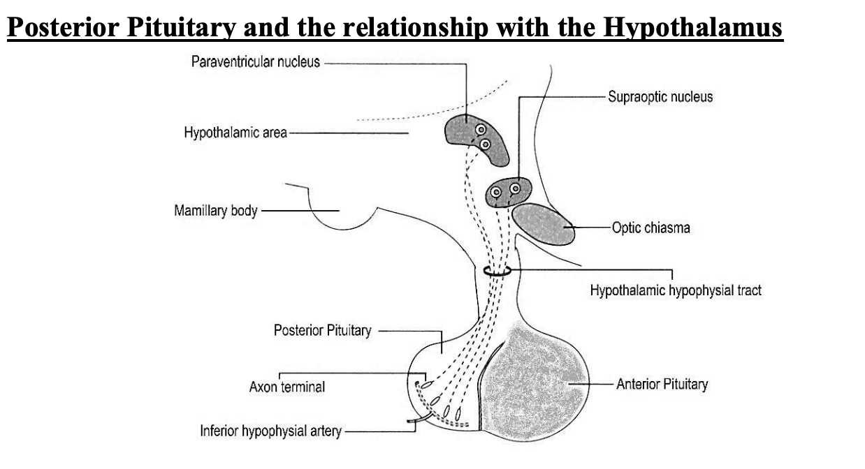 <p>Rat Neurohypophysis</p>