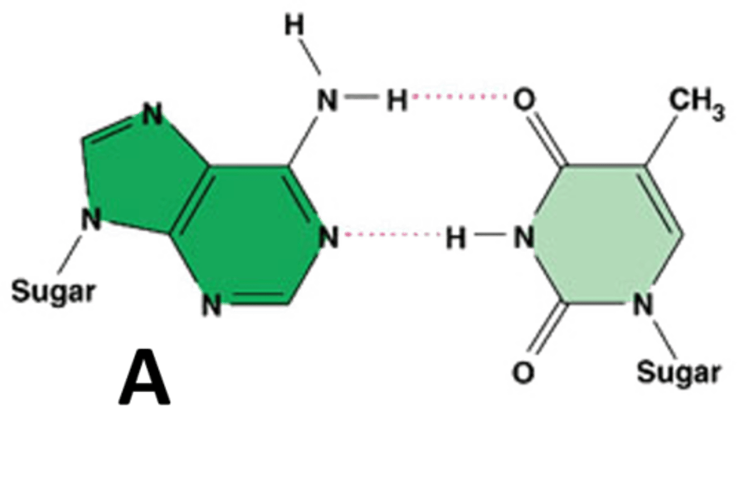 <p><span>A nitrogenous base that pairs with thymine</span></p>