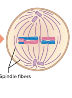<p>Paired homologous chromosomes align along the equator of the cell</p>