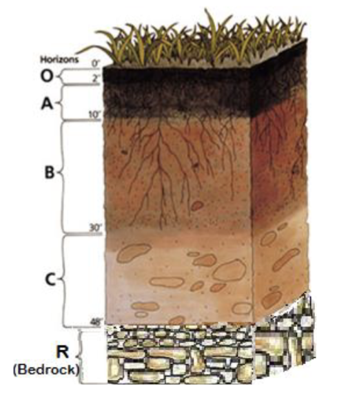 <p><span>Which soil horizon generally has the highest</span><br><span>organic carbon content:</span><br><span>a) 0-20 cm</span><br><span>b) 20-40 cm</span><br><span>c) 40-60 cm</span><br><span>d) None of the above</span></p>