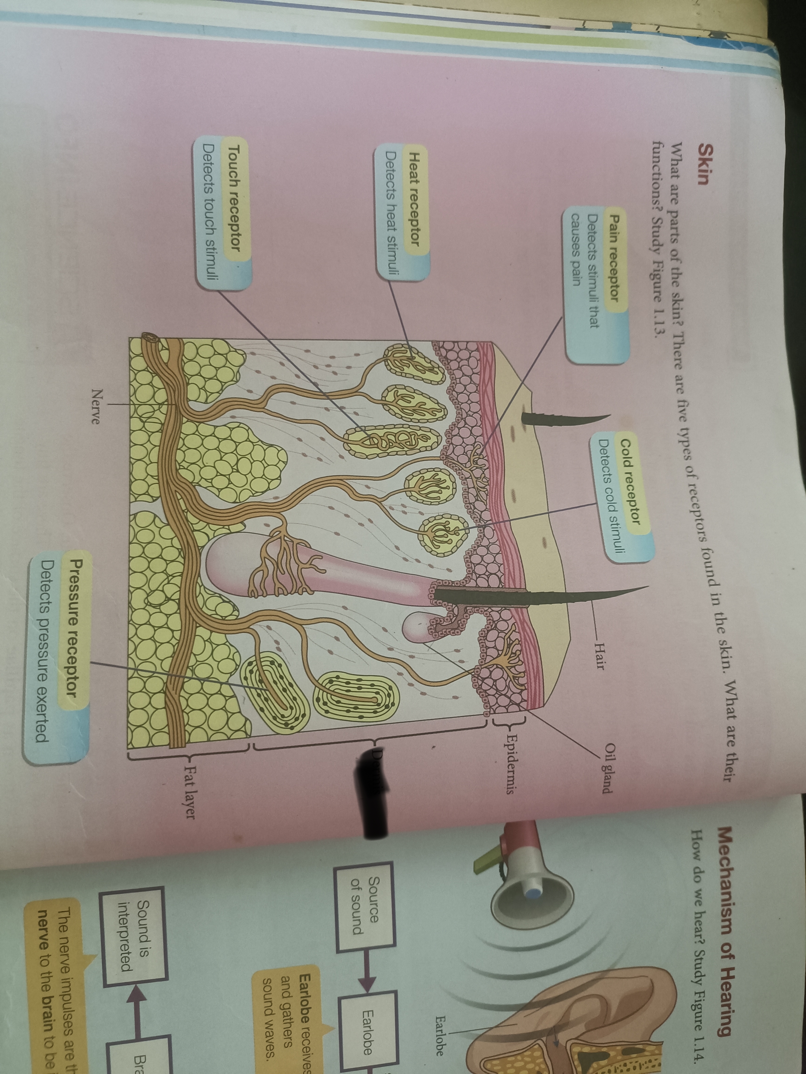 <p>An inner layer known as </p>