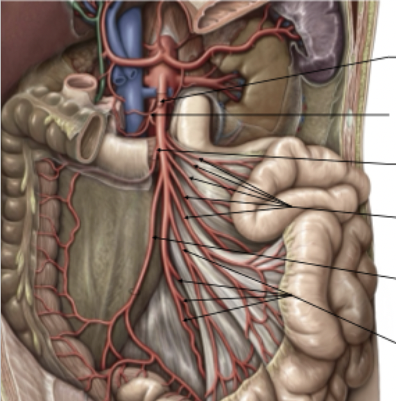 <p>Superior Mesenteric Artery</p><ul><li><p>Anterior view</p></li></ul>