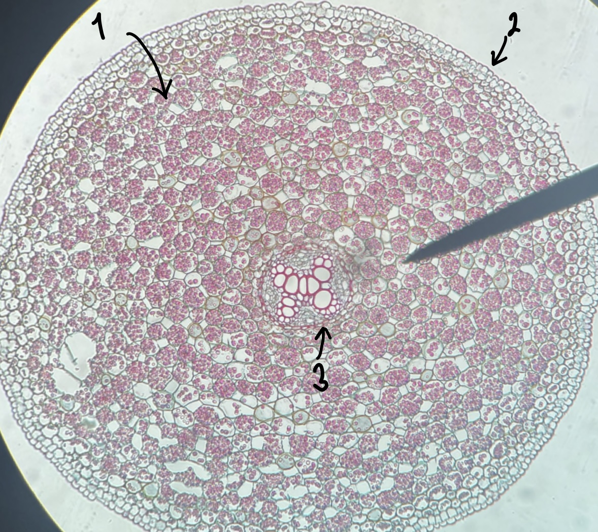 <p>what genus of Magnoliopsida root did we observe</p>