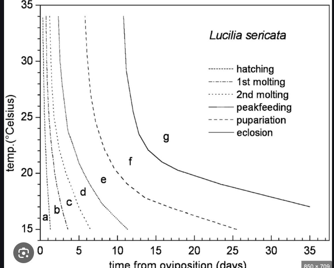 <p>represents all the structural stages from hatching of eggs to eclosion phase</p>