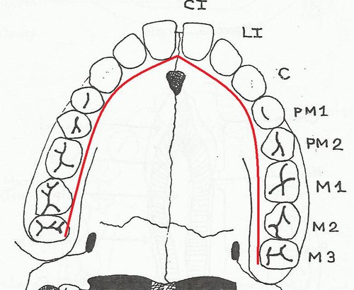 Oral Cavity "inner surface" of the lower arcade that faces the tongue