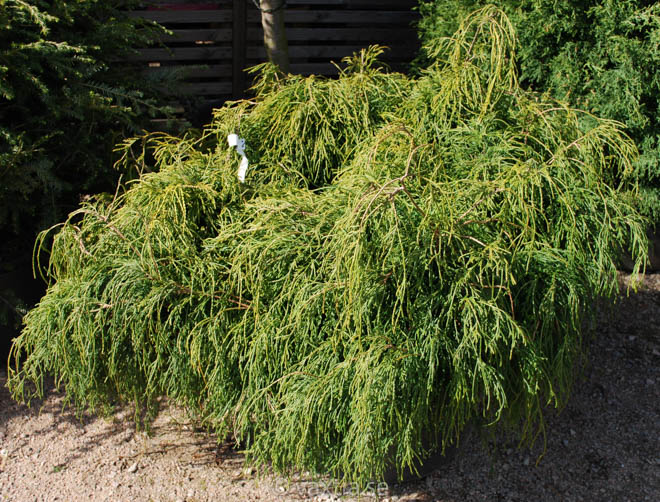 Chamaecyparis pisifera 'Filifera Nana'