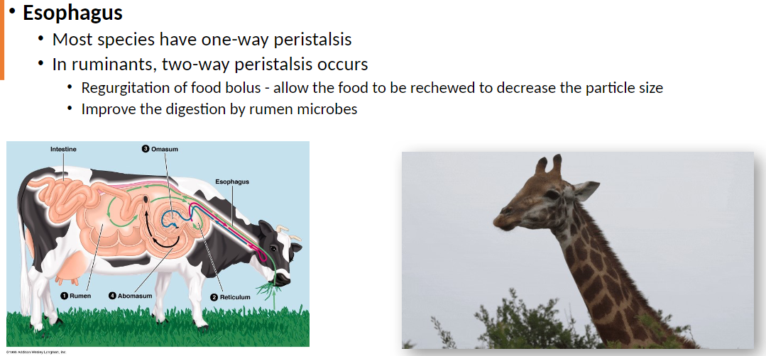 <p><strong>Peristalsis</strong>: Most species have one-way peristalsis, moving food toward stomach<br> Ruminants have two-way peristalsis: Food can move back toward the mouth (regurgitation)<br> Regurgitation allows rechewing of food bolus to decrease particle size<br> Improves digestion by rumen microbes, making nutrients easier to break down</p>