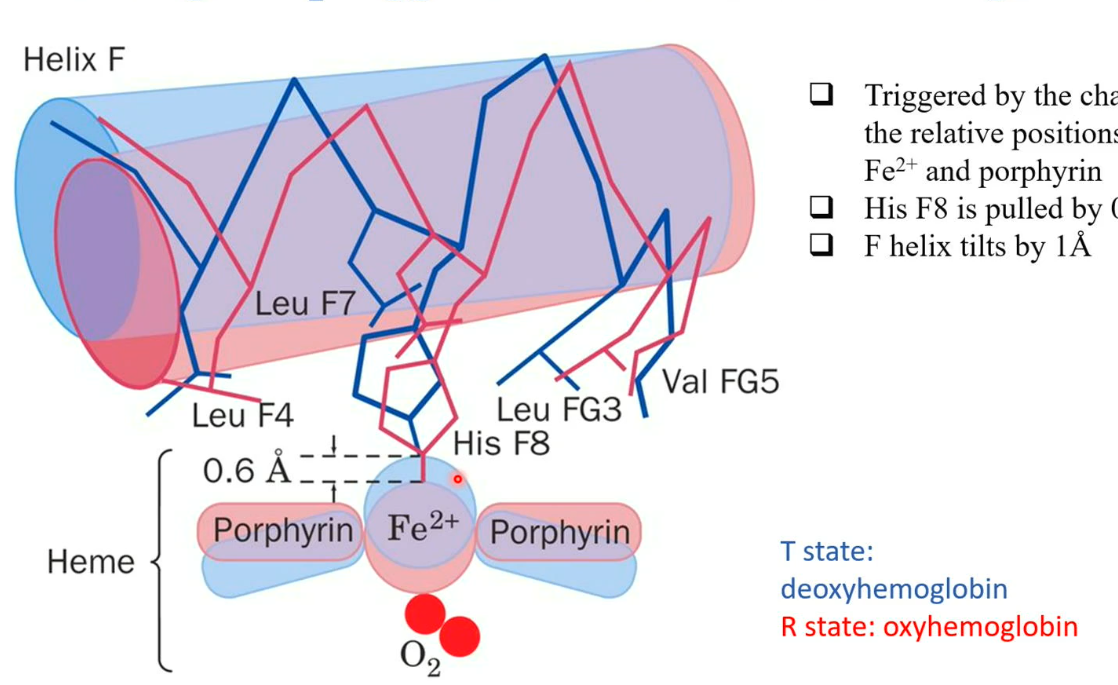 <ul><li><p class="my-2 [&amp;+p]:mt-4 [&amp;_strong:has(+br)]:inline-block [&amp;_strong:has(+br)]:pb-2">When oxygen (O₂) binds to hemoglobin, it causes the Fe²⁺ ion in the heme group to shift in position, dragging the attached histidine (His F8) by 0.6 Ångström.</p></li><li><p class="my-2 [&amp;+p]:mt-4 [&amp;_strong:has(+br)]:inline-block [&amp;_strong:has(+br)]:pb-2">This movement causes Helix F in the protein to tilt by about 1 Ångström, triggering a <em>conformational change</em> in the whole protein.</p></li><li><p class="my-2 [&amp;+p]:mt-4 [&amp;_strong:has(+br)]:inline-block [&amp;_strong:has(+br)]:pb-2">This change is what switches hemoglobin from its tight “T state” (deoxyhemoglobin) to its relaxed “R state” (oxyhemoglobin), enabling efficient oxygen transport.</p></li></ul><p></p>
