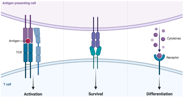 <p>• Antigen-presenting cells (APCs) activate T cells</p><p>• Activation happens through 3 signals</p><p>      - Through interaction of specific molecules (receptors and  cytokines)</p><p>• Happens in peripheral lymphoid tissue (lymph node)</p>