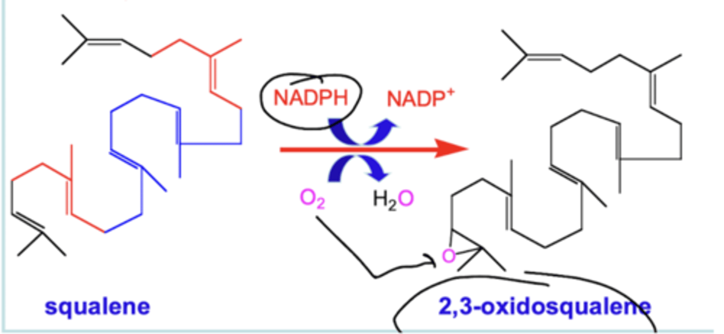 <p>Squalene epoxidase catalyzes oxidation of squalene to form 2,3-oxidosqualene (requires NADPH as reductant and O2 as oxidant</p>