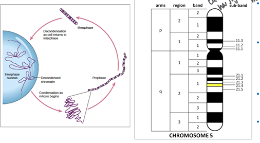 <p>-G-band staining used to identify chromosomes based on patterns of chromosome condensation</p><p>-chromosomes treated with trypsin to relax tertiary structure and stained with Giesma dye (binds nucleotide phosphate bonds)</p><p>-produces a series of dark and light bands that are unique to each chromosome</p><p>-also helps in identifying chromosomal abnormalities like deletions, duplications, and translocations</p>