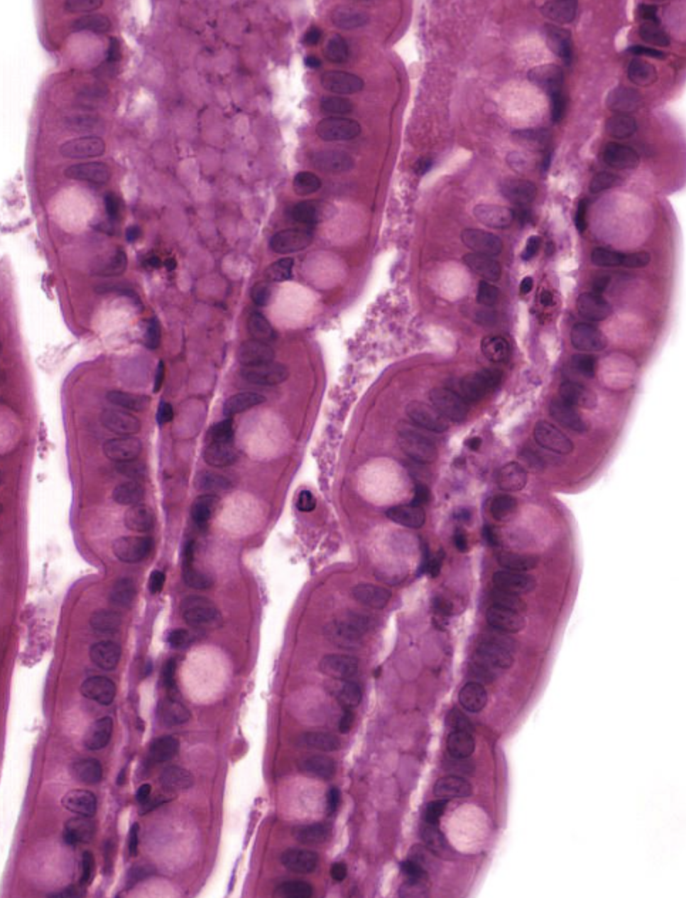 <p>Epithelial tissue that consists of a single layer of cells that are taller than they are wide. Often associated with absorption or secretion.</p>