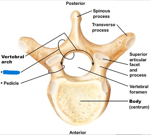 <p>What part of the vertebrae is this?</p>