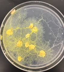 <p>Not fungi, begin life as amoeba-like cells but may eventually form slimy yellow plasmodial strands</p>