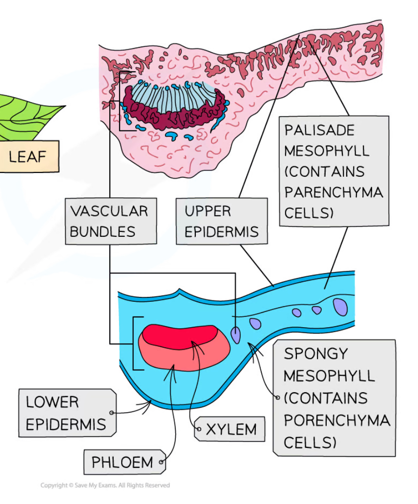 Xylem and phloem