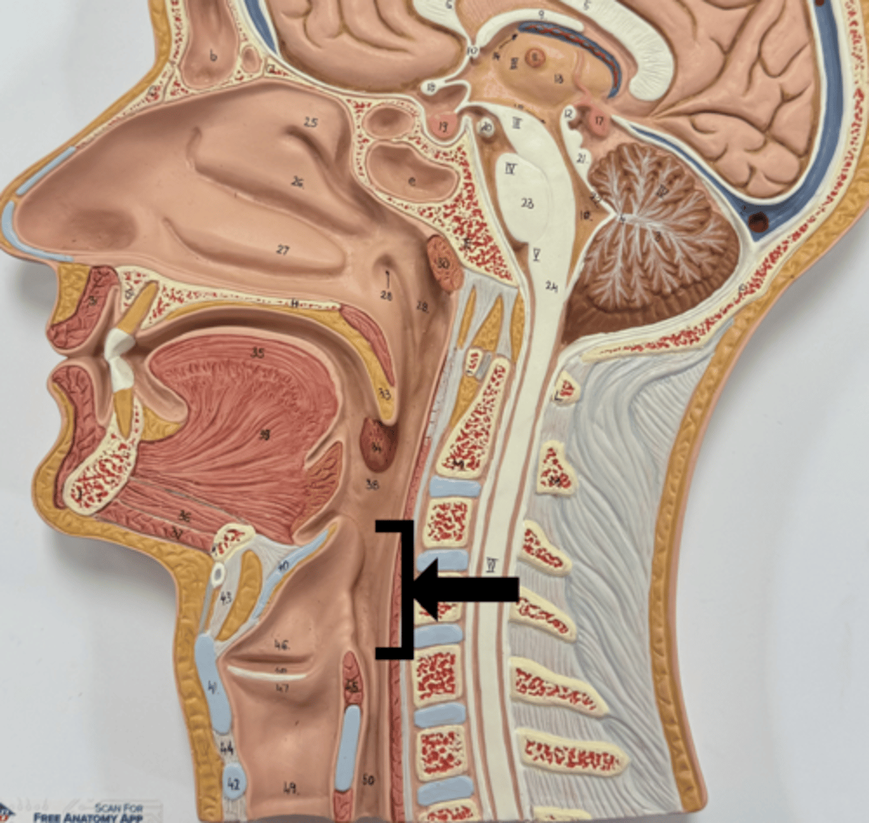 knowt flashcard image