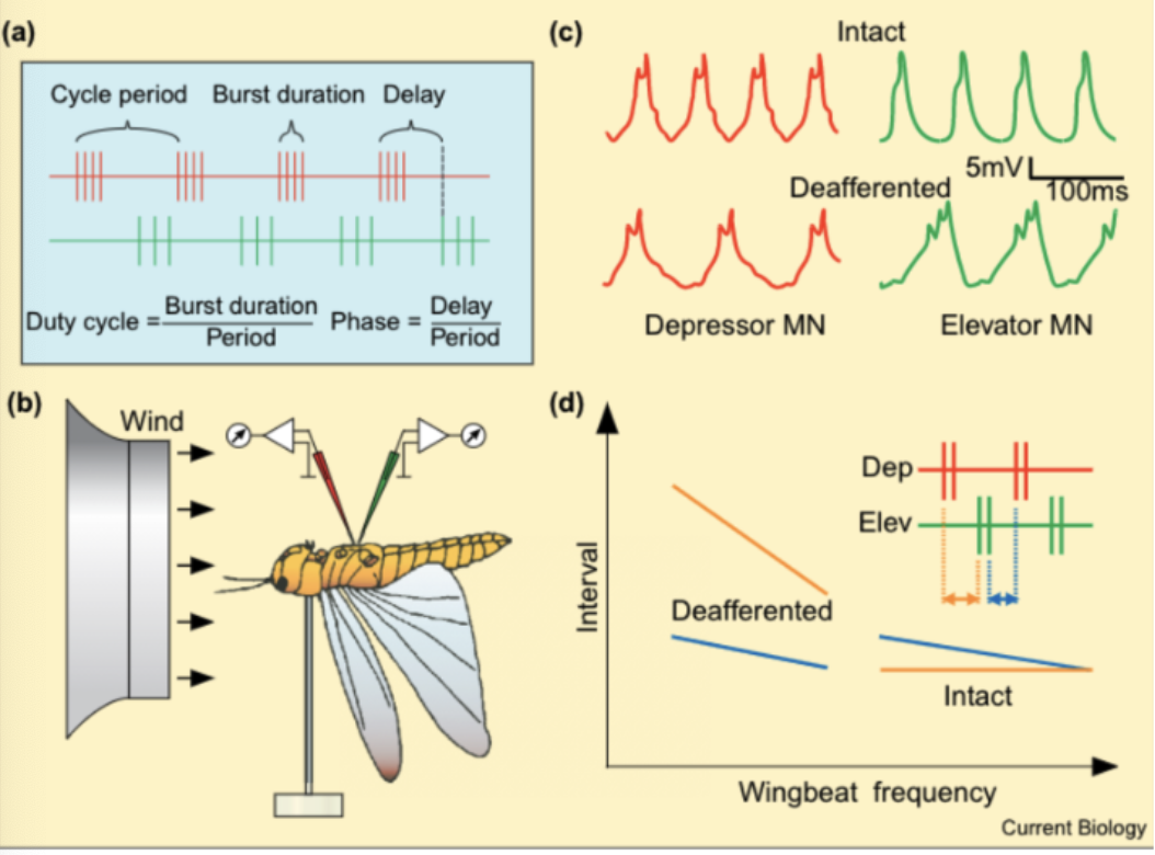 <p>Yes!</p><p>They receive lots of afferent signals for adaptation. </p>