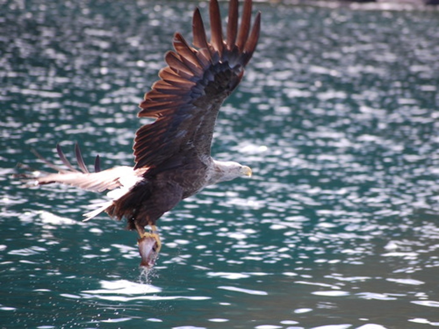 <p>ập đến, làm gì đó rất nhanh</p><p>swoop = move fast + downward + smooth</p><p>ex: She swooped her hair into a bun.</p>