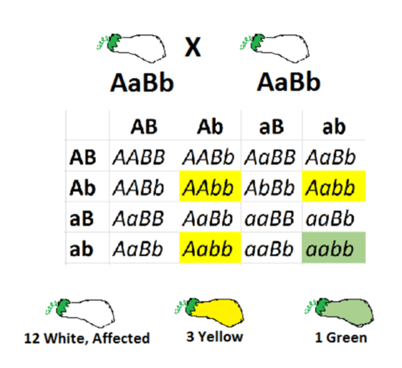 <p>When the dominant allele at one gene masks the expression of another gene.</p>