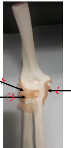 <p>What is B on the elbow?</p>