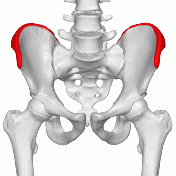 <p>Commonly known as the hip bone</p>