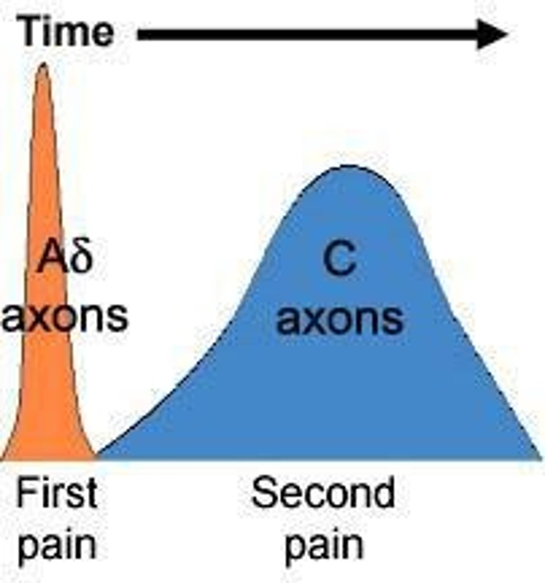 <p>They are myelinated and respond to fast, intense mechanical and thermal pain stimuli.</p>