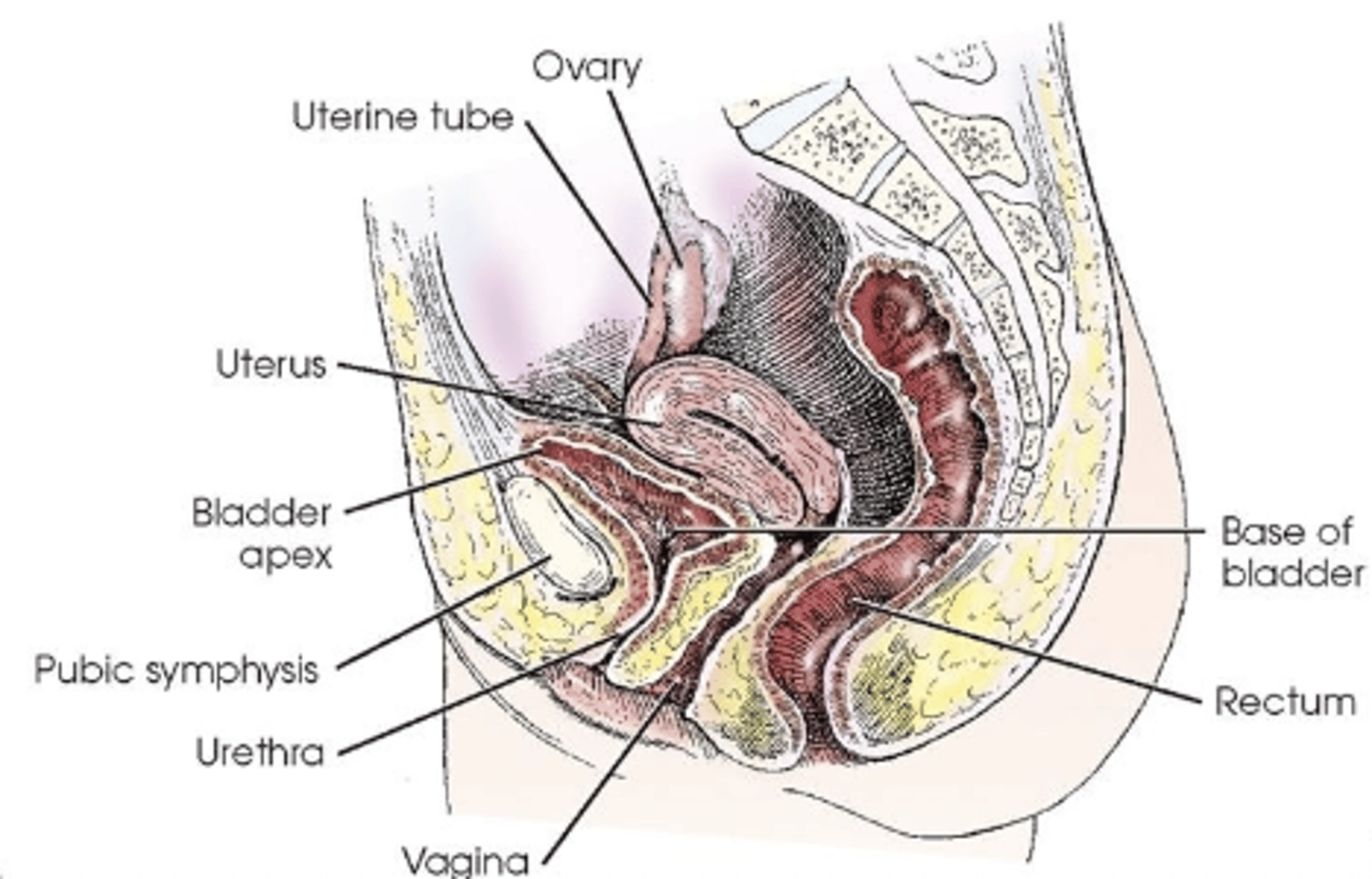 <p>The vagina.</p>
