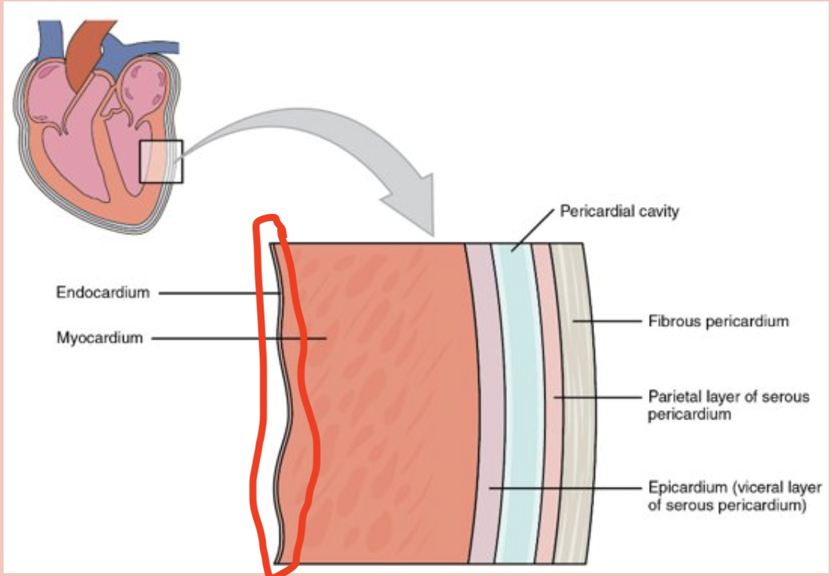<p>thin layer deep to the myocardium </p>
