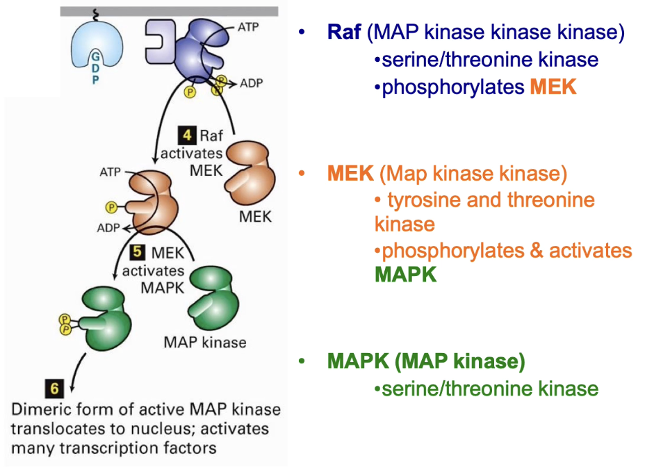 <ul><li><p><strong>Ras activates Raf</strong> (MAP kinase kinase kinase)</p></li><li><p><strong>Raf phosphorylates MEK</strong> (MAP kinase kinase)</p></li><li><p><strong>MEK phosphorylates MAP kinase</strong> at 2 residues, <strong>tyrosine &amp; threonine</strong></p></li><li><p><strong>Activated MAP kinase</strong>:</p><ul><li><p><strong>Dimerizes</strong></p></li><li><p><strong>Moves to nucleus</strong></p></li><li><p><strong>Phosphorylates transcription factors</strong> → changes in gene expression</p></li></ul></li><li><p><strong>Scaffold proteins</strong> help organize and stabilize the kinase cascade</p></li></ul><p></p>