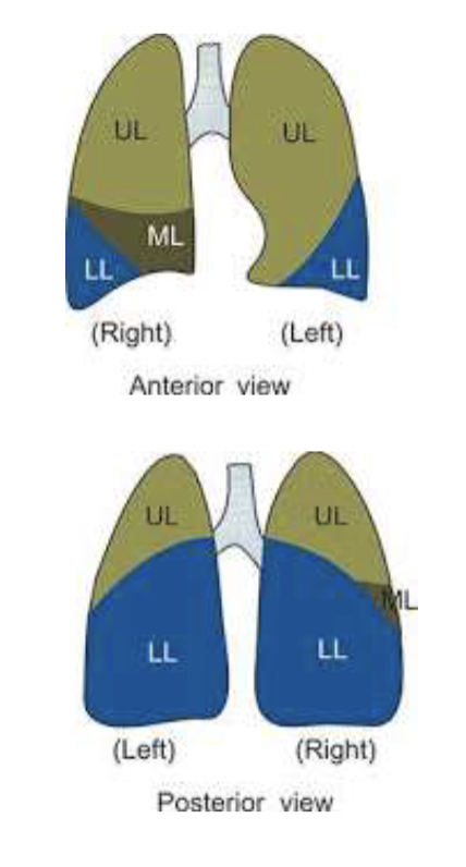 <ul><li><p>RML is auscultated best on the anterior chest </p></li></ul><p></p>