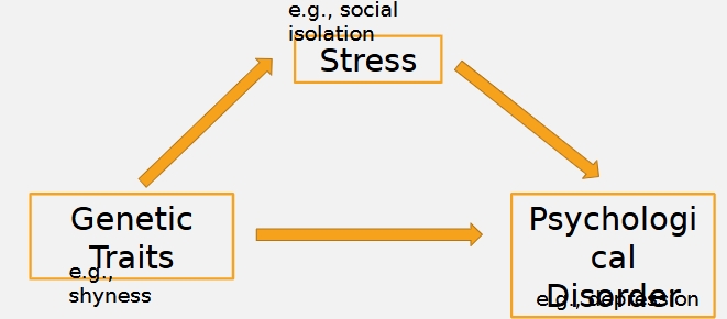 <p>Genes shape our environment which then reinforces genetic tendencies </p><ul><li><p>Genes influence personality and behavior → This makes people more likely to experience certain stressful situations.</p></li></ul><ul><li><p>genetic traits might cause more stress or experience things as more stressful (shyness)&nbsp;&nbsp;</p></li></ul><p></p>