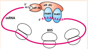 <p>poly-A binding protein (PABPI)</p>