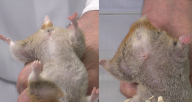 **Fixatie**


 1. Verwijder de fles aan de stop, haal het rooster eraf en haal de kooiverrijking uit de kooi
 2. Zet de hamster in het midden van de bak
 3. Druk de hamster plat
 4. Pak nekvel
 5. Pak ook rugvel
 6. Pak opnieuw nekvel
 7. Pak de hamster op
 8. Draai de hamster naar de rug
 9. Zet de hamster als je klaar bent weer in de kooi
10. Zet de kooiverrijking terug, doe het rooster er weer op en zet de fles terug

\
**Seksen**

Ano-genitale afstand → groter bij mannetje