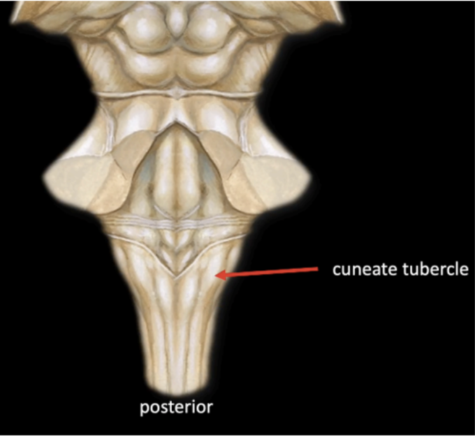 <p>Cuneate Tubercle </p>