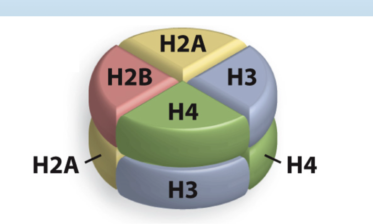 <p>They contain two copies of each of Histone 2A, Histone 2B, Histone 3, and Histone 4</p>