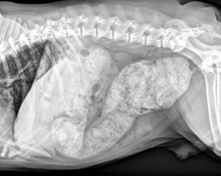 <p>1. manual extraction under anesthesia</p><p>2. treat for constipation after relieving fecal obstruction</p>
