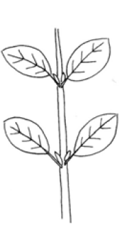 Stem growth pattern: