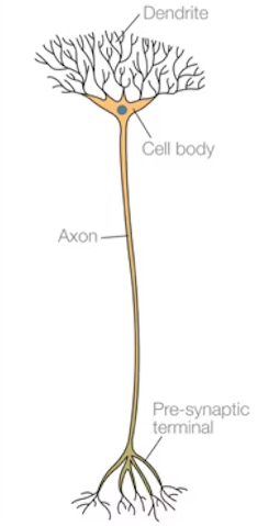 <p>Transmits nerve impulses from sensory neurones to motor neurones; numerous, short processes; only in CNS</p>