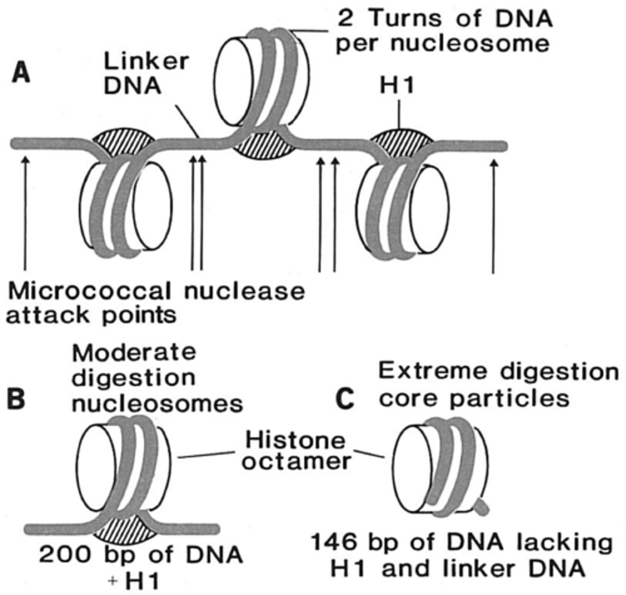 <p>Most commonly accepted model for DNA packaging</p><p>This model allows for more packaging than folded fiber, more organized</p><p>nucleosome</p>