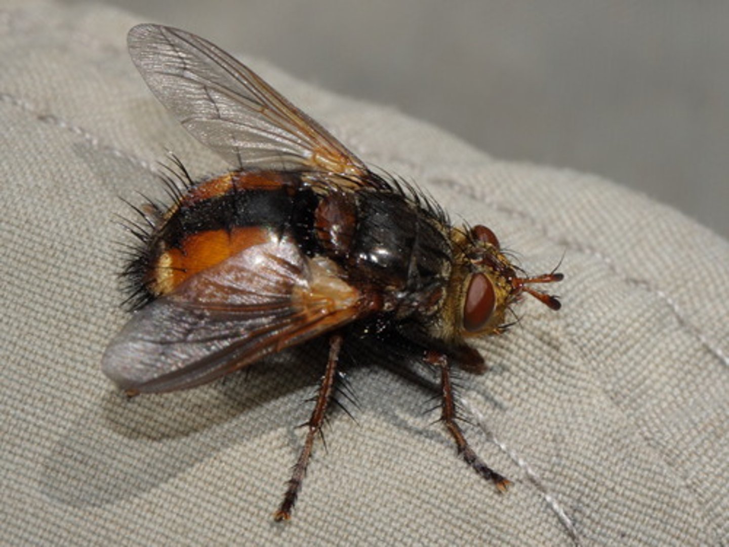 <p>Aristate bare, well developed calyper, has postscutellum, row of bristles under base of HL and wings, internal parasites (kill host), control pests</p>