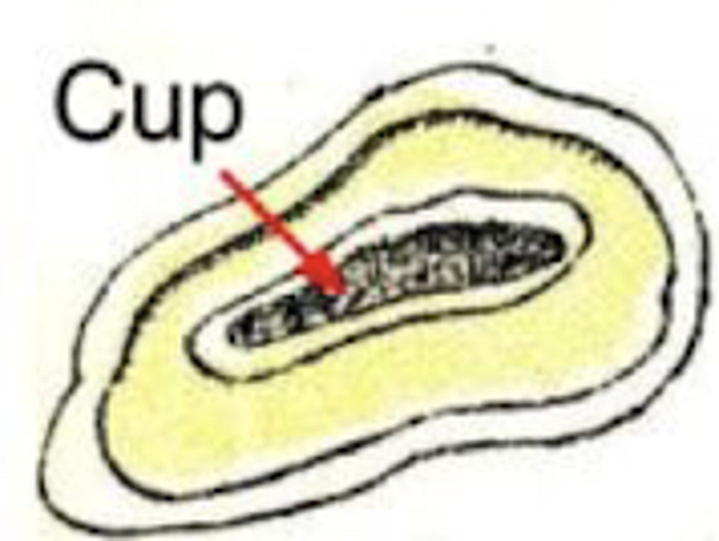 <p>What is the age of this horse?</p>