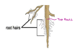 <ul><li><p><strong><u>Root hairs</u></strong> are thin extensions of the root that increase the surface area for water/mineral absorption.</p></li></ul><p></p>