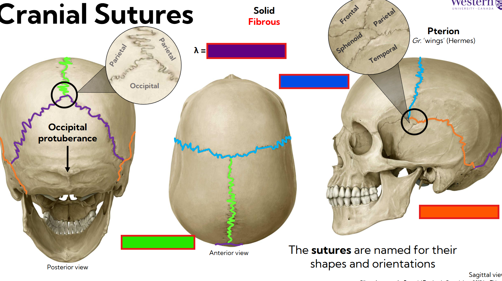 <p>Name the cranial sutures </p>